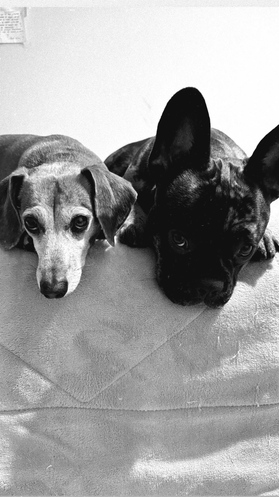 Los hijos perrunos de Maximiliano y Javiera descansando juntos